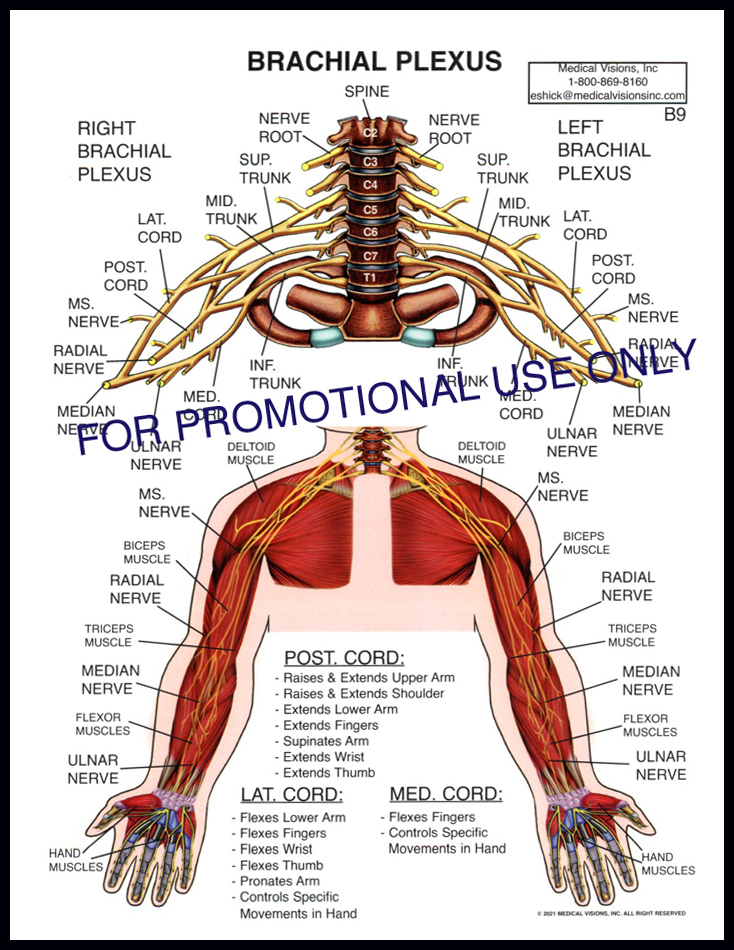 B9 Brachial Plexus in Infants