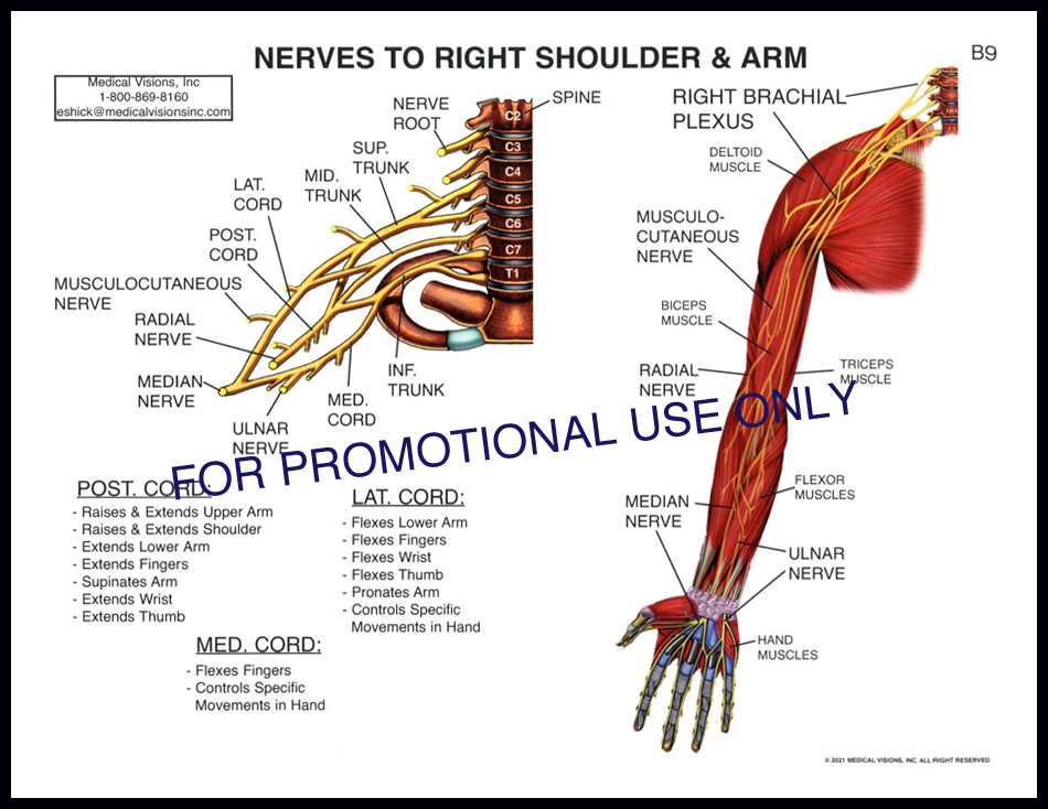 B9 Nerves to Shoulder (Adult)