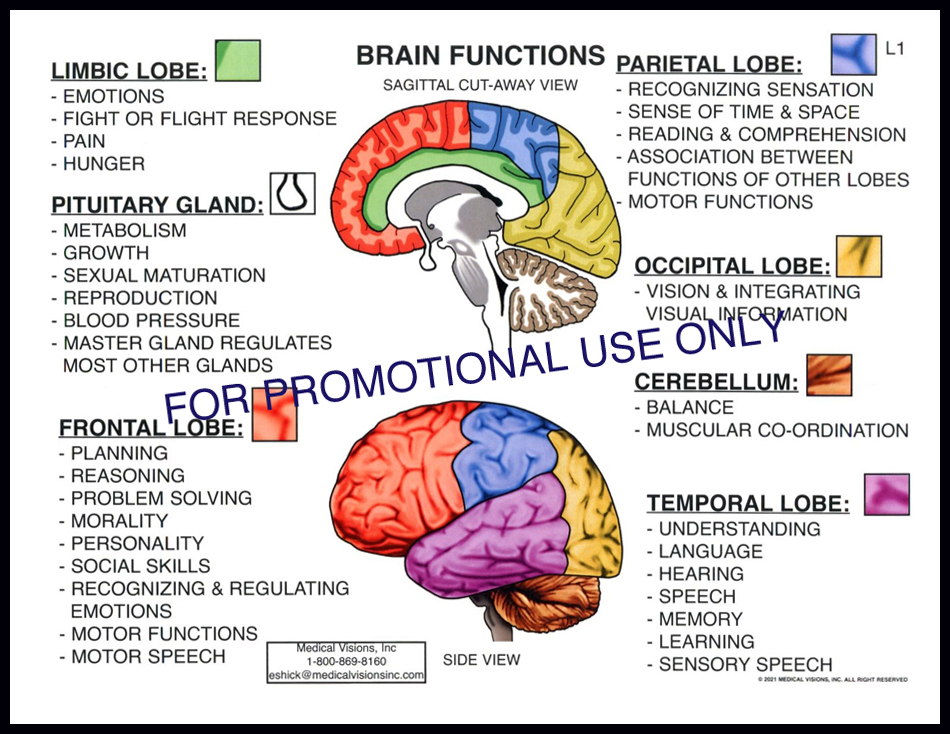 L1 Brain Functions