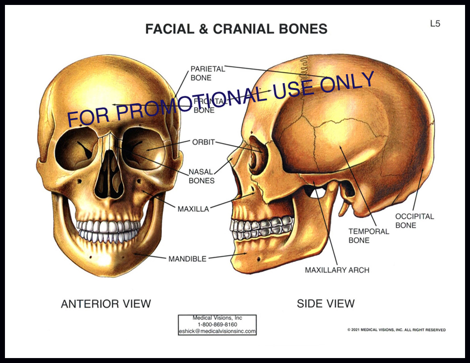 L5 Facial and Cranial Bones