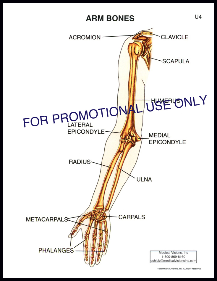 U4 Arm Bones