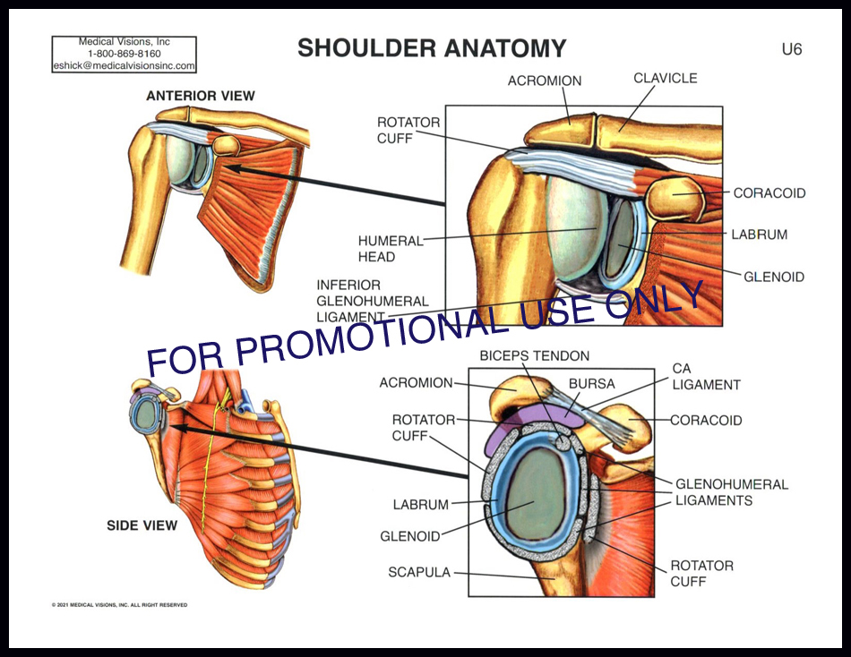 U6 Shoulder Anatomy