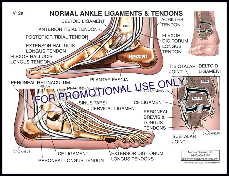 V12a Normal Ankle Ligaments & Tendons