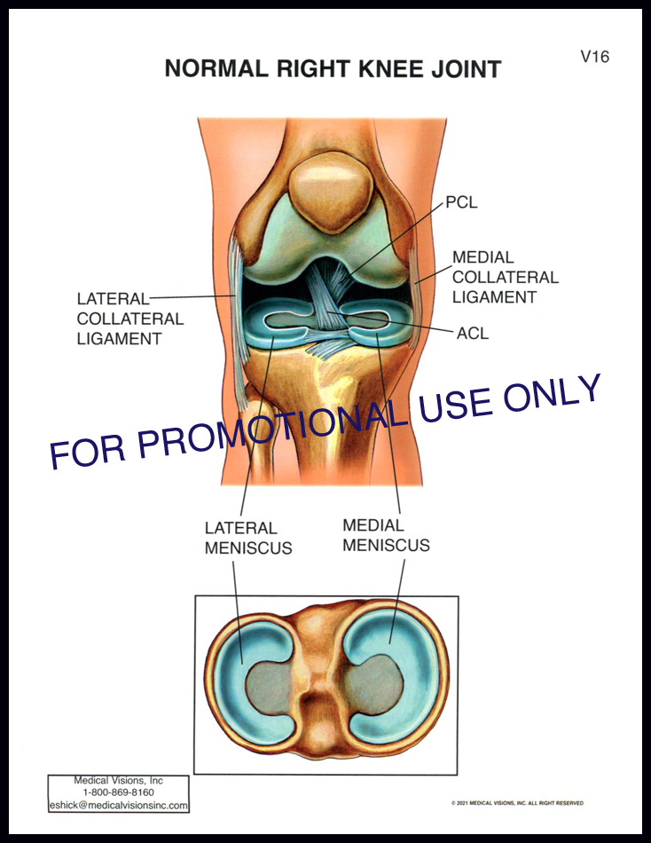 V16 Normal Knee Joint