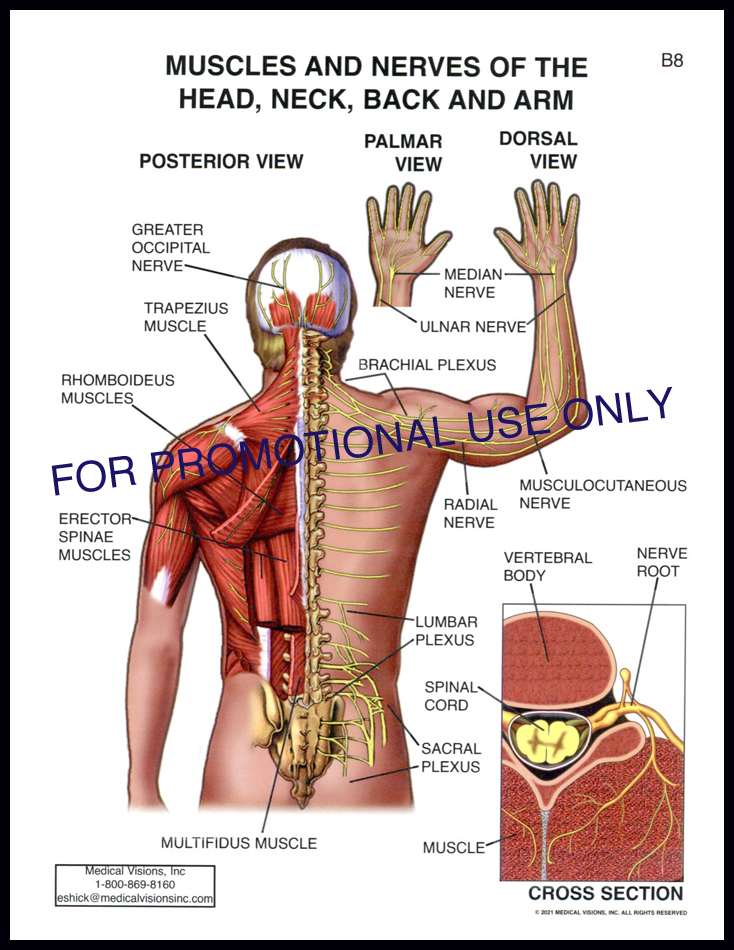 B8 Muscles and Nerves of the Back
