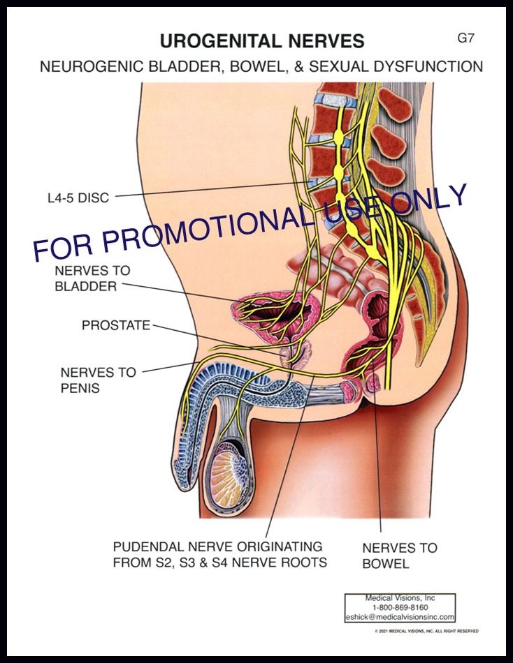 G7 Urogenital Nerves