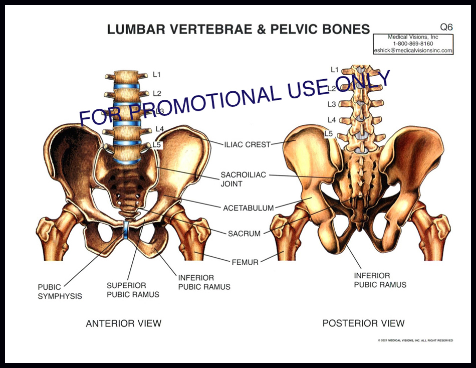 Q6 Lumbar Vertebrae and Pelvic Bones