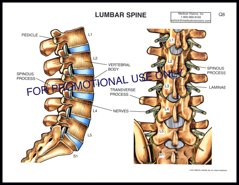 Q8 Lumbar Spine